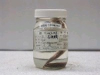 藏品(間下鱵)的圖片